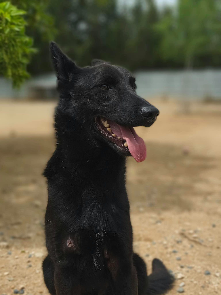 Fotografía de un perro al aire libre